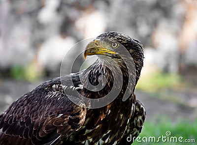 Huge eagle shot close-up of the flora and fauna of Vosges Stock Photo