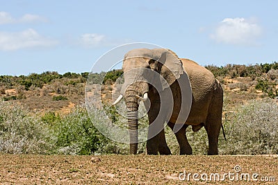 Huge elephant Stock Photo