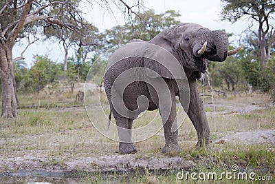 Huge elephant bull Stock Photo