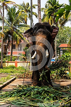 Huge elephant eating. Elephant held in chains. Stock Photo