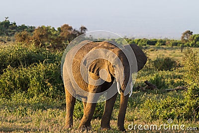 Huge elephant. Savanna. Amboseli national park. Kenya, Kilimanjaro mountain. Stock Photo