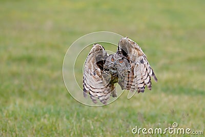 Huge European Eagle Owl Bubo bubo flying Stock Photo
