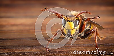 Huge European Hornet. Dangerous predatory insect. Close-up. Stock Photo