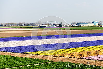 Huge fields of blooming flowerbeds of tulips, hyacinths, narcissus the Netherlands Stock Photo