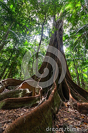 Huge fig tree roots in a rainforest. Stock Photo