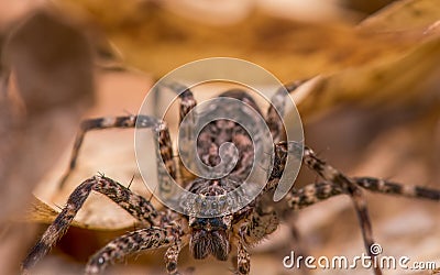 Huge fishing spider in fallen leaves in Governor Knowles State Forest Stock Photo