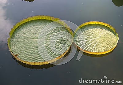 Huge floating lotus,Giant Amazon water lily Stock Photo