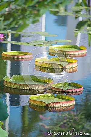 Huge floating lotus,Giant Amazon water lily Stock Photo