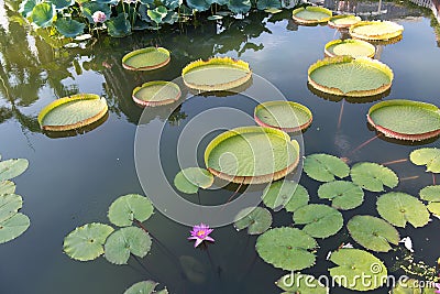 Huge floating lotus,Giant Amazon water lily Stock Photo