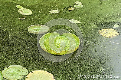 Huge floating lotus Stock Photo