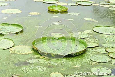 Huge floating lotus Stock Photo