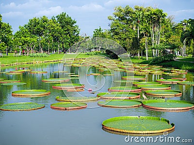 Huge floating lotus, Giant Rama 9 Park bangkok thailand Stock Photo