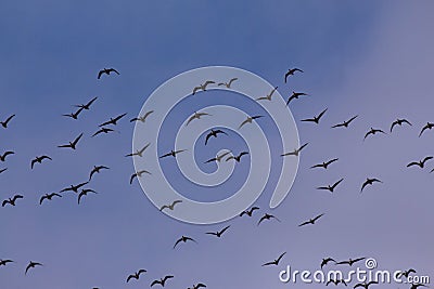A flock of birds soaring in the sky Stock Photo