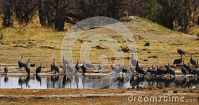 Huge Flock of Blue Helmeted Guinea Fowl drinking Stock Photo