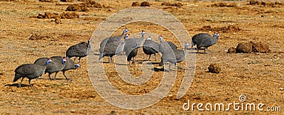 Huge Flock of Blue Helmeted Guinea Fowl Stock Photo