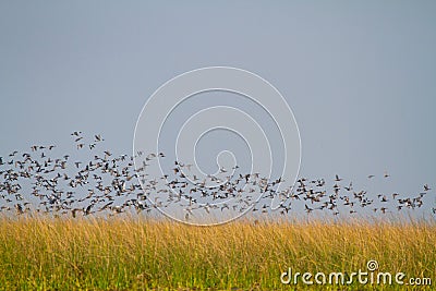 Huge Flock of Ducks and Fees taking off Stock Photo