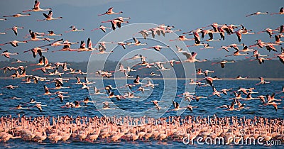 Huge flock of flamingos taking off. Kenya. Africa. Nakuru National Park. Lake Bogoria National Reserve. Cartoon Illustration