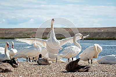 A flock of mute swans gather on lake banks. Cygnus olor Stock Photo