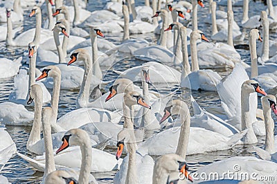 A flock of mute swans gather on lake banks. Cygnus olor Stock Photo