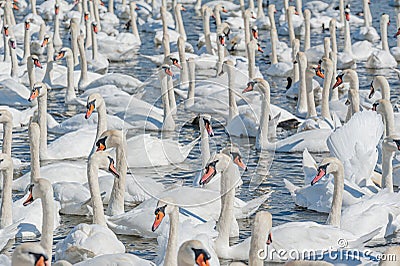 A flock of mute swans gather on lake banks. Cygnus olor Stock Photo