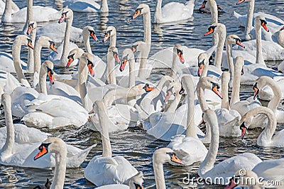 A flock of mute swans gather on lake banks. Cygnus olor Stock Photo