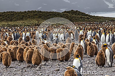 Huge flock of oakum boys and King Penguins at Salsbury Plains in South Georgia Stock Photo