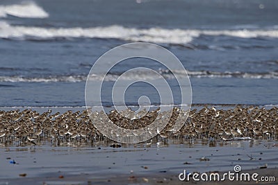 Huge flock of waders observed at Akshi Beach in Alibag, Maharashtra, India Stock Photo