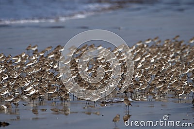 Huge flock of waders observed at Akshi Beach in Alibag, Maharashtra, India Stock Photo