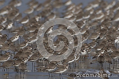 Huge flock of waders observed at Akshi Beach in Alibag, Maharashtra, India Stock Photo