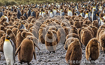 Huge Flock of young and adult King Penguins on South Georgia Islands Stock Photo