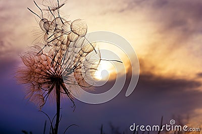 A huge fluffy dandelion against a dramatic sunset sky. Fuzzy architecture. Flower closeup. Stock Photo