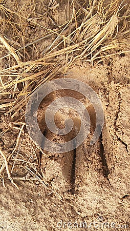 A huge foot print Stock Photo