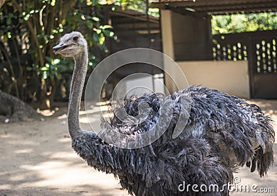 Huge grey ostrich bird in the zoo Stock Photo