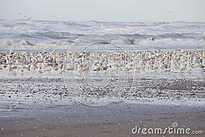 Huge group of seagulls on beach Wijk aan Zee Stock Photo