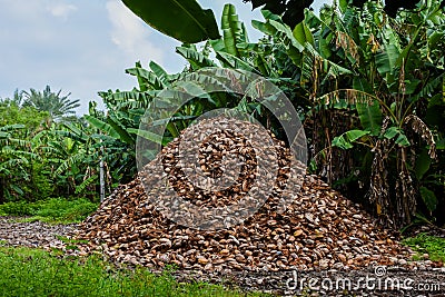 Huge heap of coconuts peels Stock Photo
