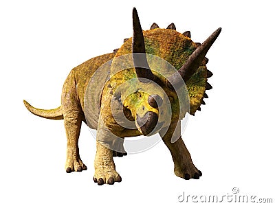 Triceratops horridus of the late Cretaceous period between 66 and 68 million years ago 3d render isolated on white background Stock Photo