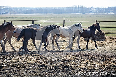 Huge herd of horses in the field. Belarusian draft horse breed. symbol of freedom and independence Stock Photo