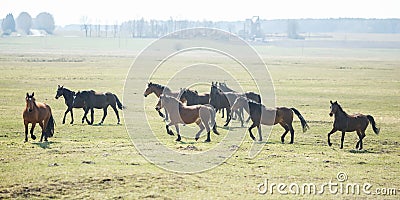 Huge herd of horses in the field. Belarusian draft horse breed. symbol of freedom and independence Stock Photo
