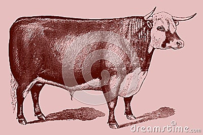 Huge Hereford bull isolated on a light pink background Vector Illustration