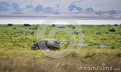 huge hippo in the serengeti Stock Photo