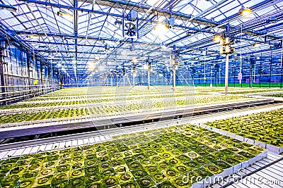 Huge hydroponic plantation system Stock Photo