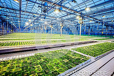 Huge hydroponic plantation system Stock Photo