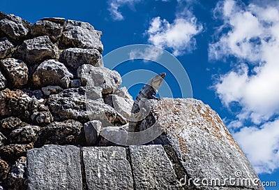 Huge Iguana gecko animal on rocks at the ancient Kukulcan temple Stock Photo