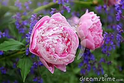 Huge Light Pink Blooms of Sarah Bernhardt Peony Flower and Purple Catmint in Spring Garden Stock Photo