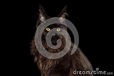 Huge Maine Coon Cat Isolated on Black Background Stock Photo