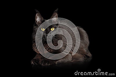 Huge Maine Coon Cat Isolated on Black Background Stock Photo