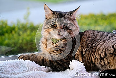huge Maine Coon mixed Siberian cat beautiful fluffy sits clean smooth coat moves ears gently turns head noble animal pet Stock Photo