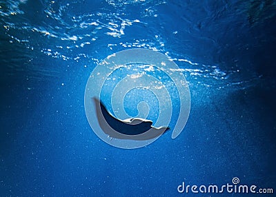 Huge majestic Oceanic Manta Ray in blue water. Stock Photo