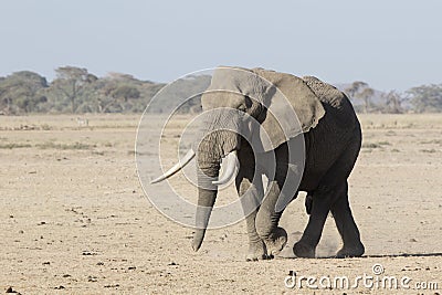 Huge male African elephant walking through a dried savannah pick Stock Photo