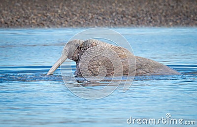 Huge male walrus heads to shore Stock Photo